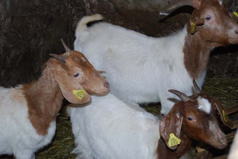 naravoslovni dan Na kmetiji 012